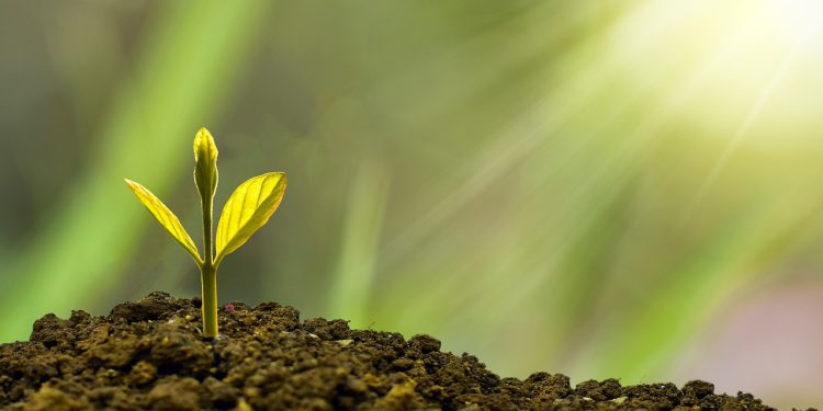 Pengertian Stek, Jenis, Cara dan Faktor Yang Mempengaruhi