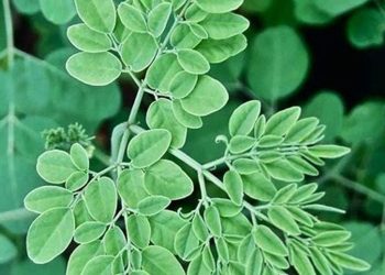 Manfaat Daun Kelor Untuk Kesehatan