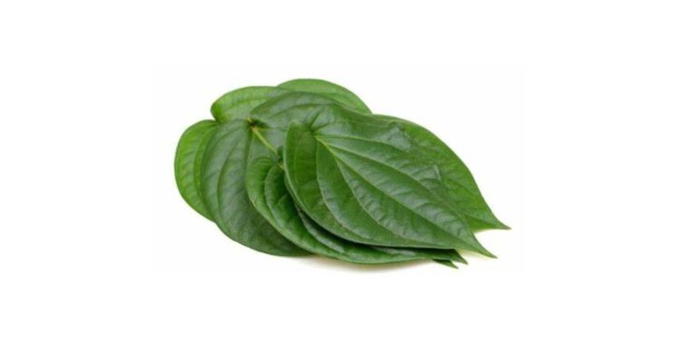 15 Manfaat Daun Sirih Bagi Kesehatan