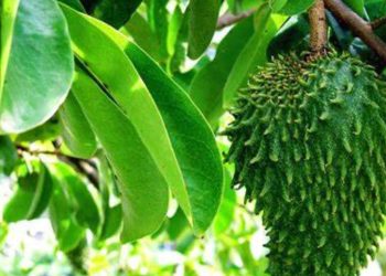 Manfaat daun sirsak untuk kesehatan 