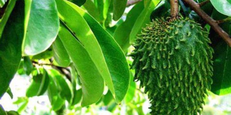Manfaat daun sirsak untuk kesehatan 