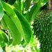 Manfaat daun sirsak untuk kesehatan 