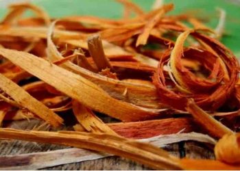 manfaat kayu secang untuk kesehatan