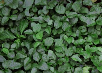 Manfaat Sayur Bayam Untuk Kesehatan