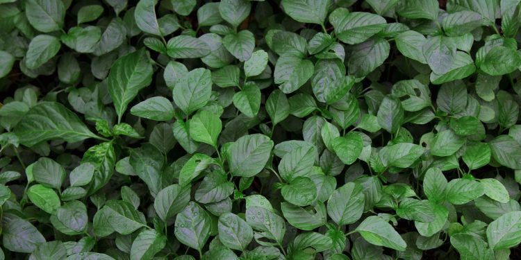 Manfaat Sayur Bayam Untuk Kesehatan