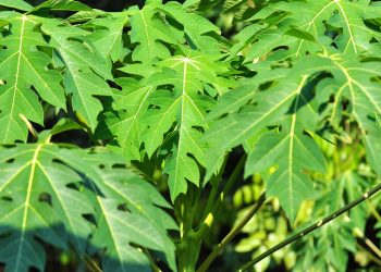 10 Manfaat Daun Pepaya Untuk Kesehatan