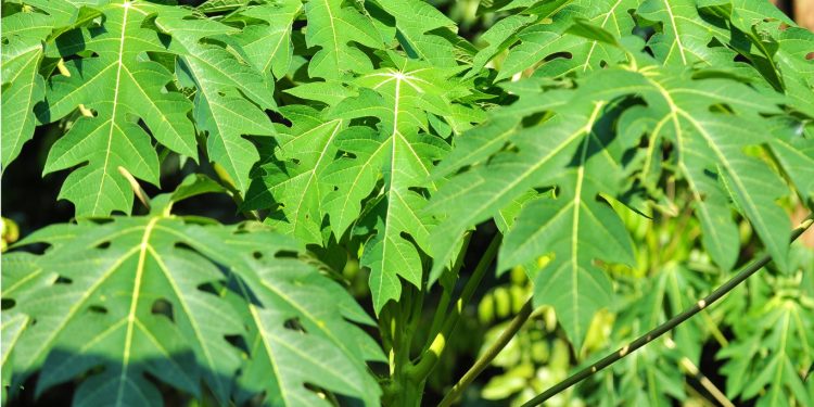 10 Manfaat Daun Pepaya Untuk Kesehatan