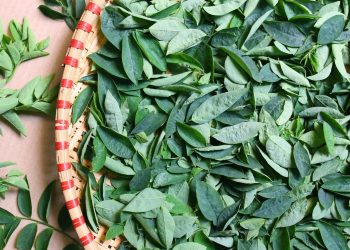 Manfaat Daun Katuk Untuk Kesehatan, Tanaman Multi Khasiat