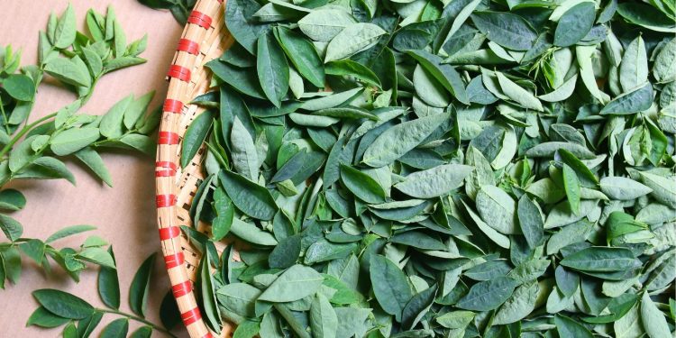 Manfaat Daun Katuk Untuk Kesehatan, Tanaman Multi Khasiat