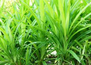 manfaat daun pandan untuk kesehatan