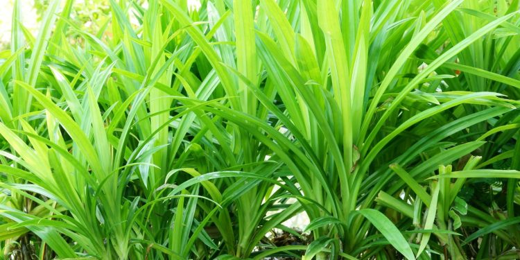 manfaat daun pandan untuk kesehatan