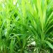 manfaat daun pandan untuk kesehatan