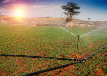 Pengertian Irigasi Tetes Solusi Efisien untuk Menyiram Tanaman