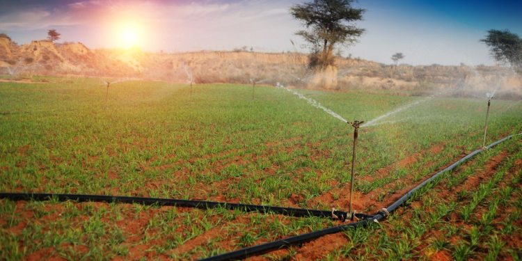 Pengertian Irigasi Tetes Solusi Efisien untuk Menyiram Tanaman