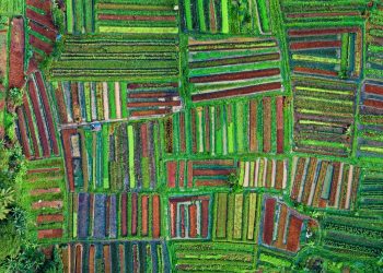 Pertanian Berkelanjutan Konsep, Tujuan, Macam-macam, dan Cara Mewujudkannya