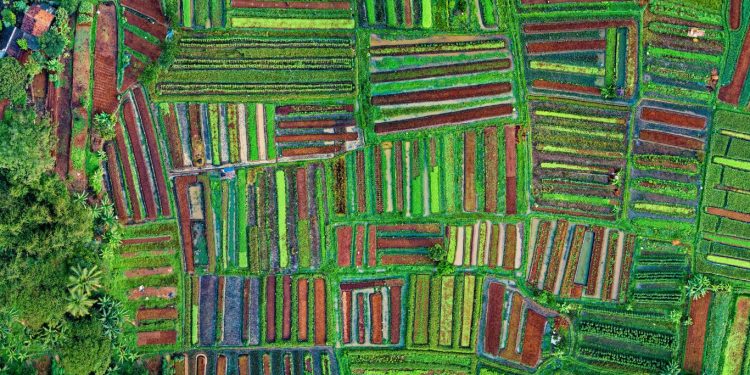 Pertanian Berkelanjutan Konsep, Tujuan, Macam-macam, dan Cara Mewujudkannya