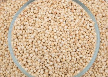 Sorgum Keunggulan dan Manfaat untuk Kesehatan