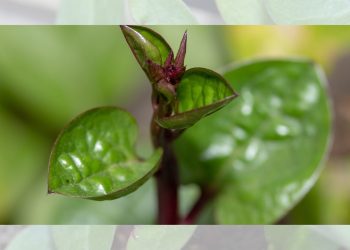 manfaat daun binahong