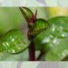 manfaat daun binahong