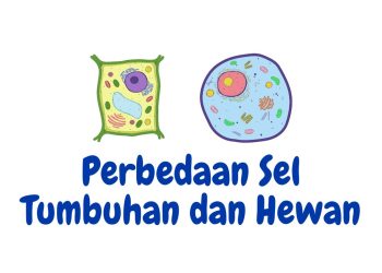 perbedaan sel tumbuhan dan sel hewan