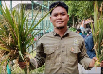 INOVASI FAPERTA UMSU: PADI APUNG DI TENGAH KOTA, UJI COBA DI PARIT KAMPUS UTAMA UMSU JALAN MUCHTAR BASRI